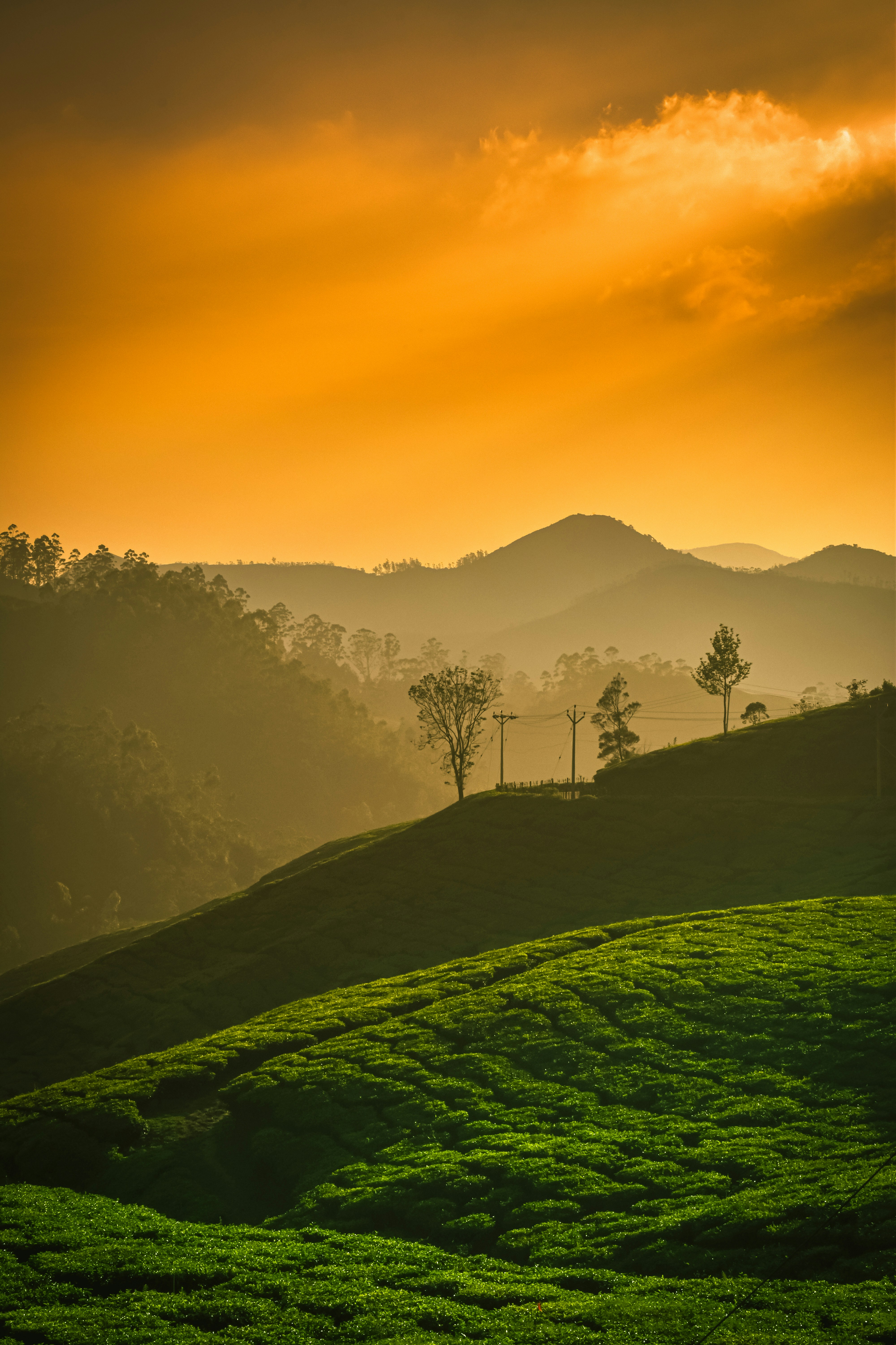 Munnar Hills